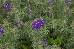 Lupinus paniculatus