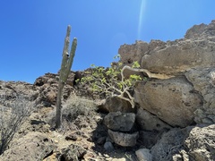 Ficus petiolaris palmeri