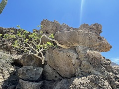 Ficus petiolaris palmeri