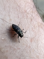 Phaenops fulvoguttata