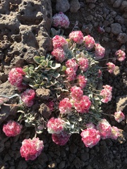Eriogonum ovalifolium rubidum
