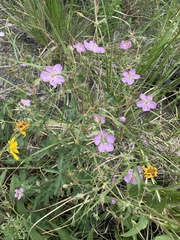 Geranium viscosissimum incisum