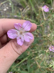 Geranium viscosissimum incisum