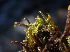 Hygrohypnella ochracea