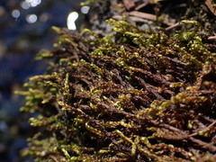 Hygrohypnella ochracea