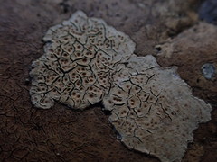 Ionaspis lacustris