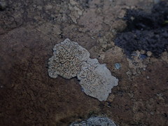 Ionaspis lacustris