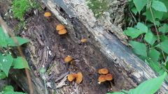 Phaeomarasmius proximans