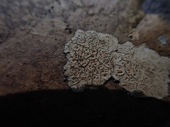 Ionaspis lacustris