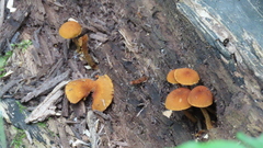 Phaeomarasmius proximans