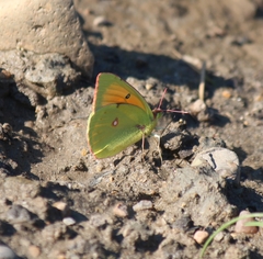 Colias heos