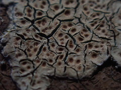 Ionaspis lacustris