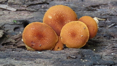 Phaeomarasmius proximans