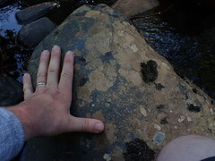 Ionaspis lacustris