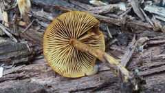 Phaeomarasmius proximans
