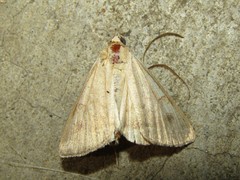 Lepidoptera