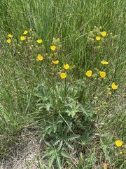 Potentilla gracilis elmeri