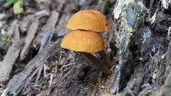 Phaeomarasmius proximans