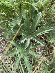 Potentilla gracilis elmeri
