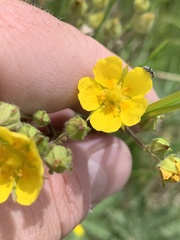 Potentilla gracilis elmeri