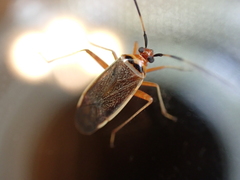 Adelphocoris rapidus