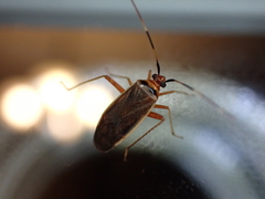Adelphocoris rapidus