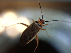 Adelphocoris rapidus