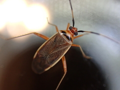 Adelphocoris rapidus