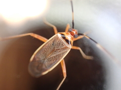 Adelphocoris rapidus