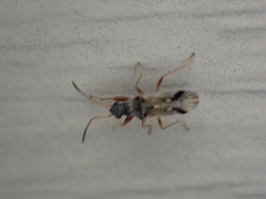 Pseudopachybrachius vinctus