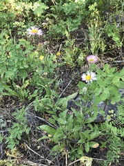Erigeron aliceae