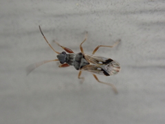 Pseudopachybrachius vinctus