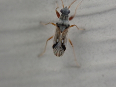 Pseudopachybrachius vinctus