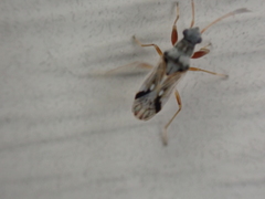 Pseudopachybrachius vinctus