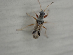 Pseudopachybrachius vinctus