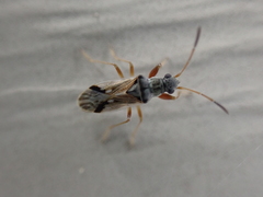 Pseudopachybrachius vinctus