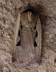 Parabagrotis formalis