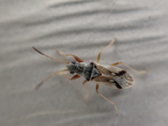 Pseudopachybrachius vinctus