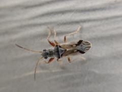 Pseudopachybrachius vinctus