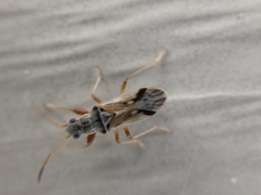 Pseudopachybrachius vinctus