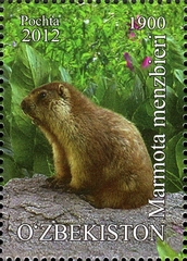 Menzbier's Marmot photo 5