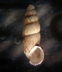 Carychium