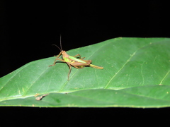 Scaria producta