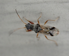 Pseudopachybrachius vinctus