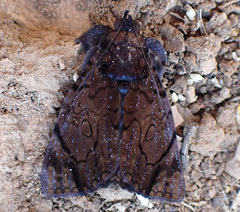 Catephia linteola