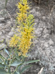 Stanleya pinnata