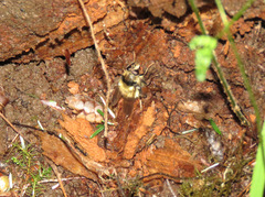 Criorhina bubulcus