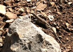 Aspidoscelis exsanguis