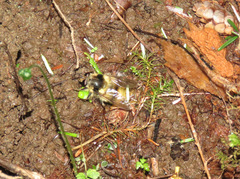 Criorhina bubulcus