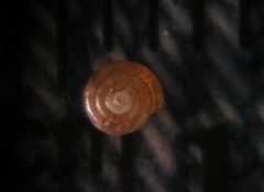 Paravitrea multidentata